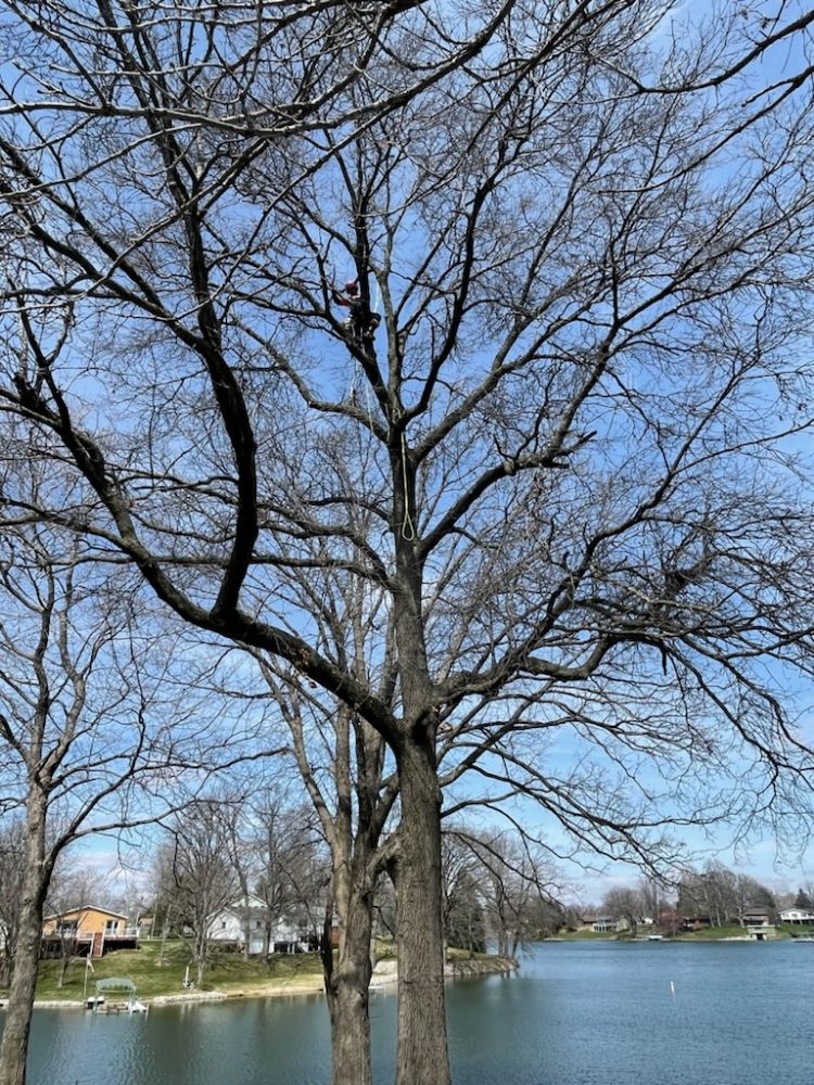 Central Illinois Tree - tree service in Petersburg, IL