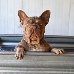 Jennies Dog Spa - Frenchie bath and brush