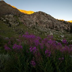 Sonora Pass