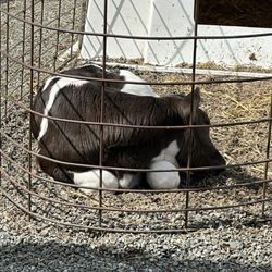 Baby cow