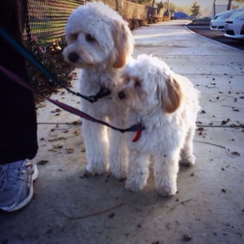Nobel Dog Park - The cutest dogs at this clean little dog park - Dog Parks Near Me - San Diego, California Nobel Dog Park - The cutest dogs at this clean little dog park - Dog Parks Near Me - San Diego, California
