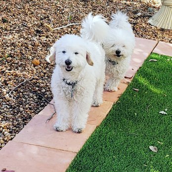 Kamp Kelly - We Love Kamp Kelly! - Pet Boarding Near Me - Desert Hot Springs, California