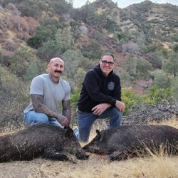 Hogs Wild