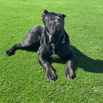 Fireman Design & Landscape - Dog friendly turf - Landscape Architects or Designers Near Me - Victorville, California Fireman Design & Landscape - Dog friendly turf - Landscape Architects or Designers Near Me - Victorville, California