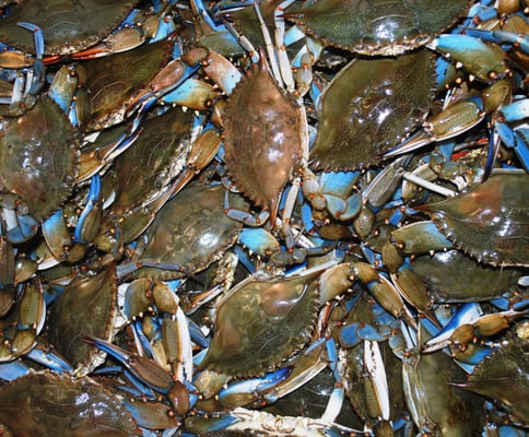 Ward's Seafood Market & Take-Out by null