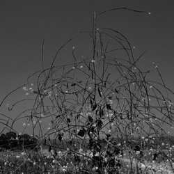 Wild mustard