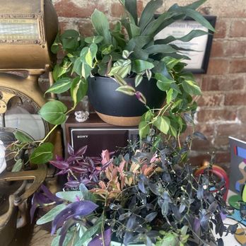 Café Leila - Indoor plantings - New American Near Me - Berkeley, California Café Leila - Indoor plantings - New American Near Me - Berkeley, California