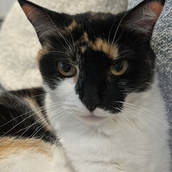 In Good Paws Cat Care - My calico looks disgruntled here but she just has a mean resting face. I can assure you she was quite happy with the care! - Pet Sitting Near Me