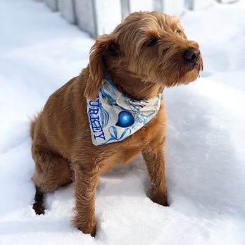 Comfort Zone Sitters - Pet Sitting Near Me Comfort Zone Sitters - Pet Sitting Near Me