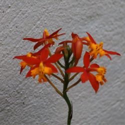 Alexander Landscaping and Plant Farm