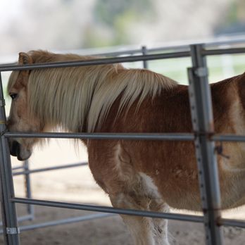 MARE Therapeutic Riding Center - Animal Assisted Therapy Near Me - Bakersfield, California