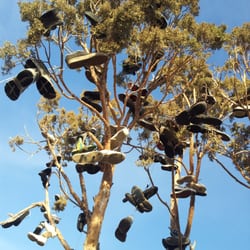 Shoe Tree