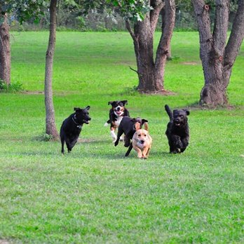 Hunterdon County Off Leash Dog Area - Taken from the Hunterdon County Website. - Dog Parks Near Me - Flemington, New Jersey Hunterdon County Off Leash Dog Area - Taken from the Hunterdon County Website. - Dog Parks Near Me - Flemington, New Jersey