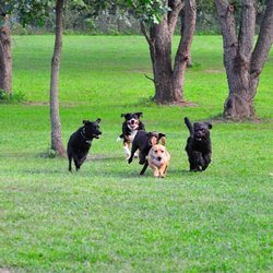 Hunterdon County Off Leash Dog Area - Taken from the Hunterdon County Website.
