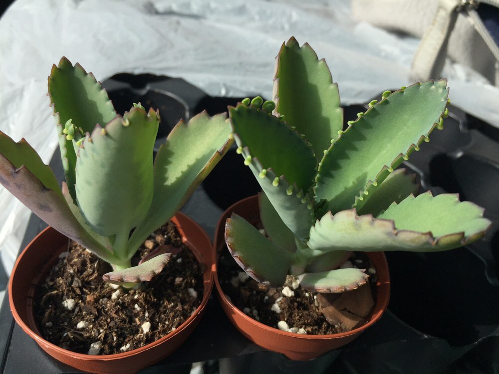 ZIMLICH’S PATIO AND GARDEN CENTER Updated August 2024 2650 Dauphin St, Mobile, Alabama