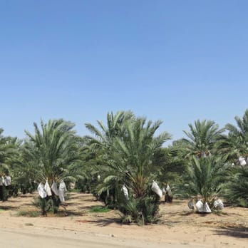 Martha's Gardens Date Farm - Martha's Gardens Date Farm - Specialty Food Near Me - Yuma, Arizona Martha's Gardens Date Farm - Martha's Gardens Date Farm - Specialty Food Near Me - Yuma, Arizona