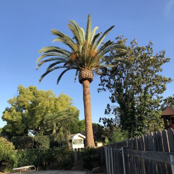Premier Tree Service - Tree Services Near Me - San Jose, California Premier Tree Service - Tree Services Near Me - San Jose, California