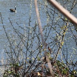Augusta Springs Wetlands Trail - Goose on the lake.