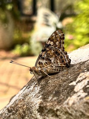 Huntsville Botanical Garden by null