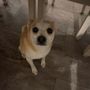 Low Cost Spay Neuter Clinic