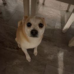 Low Cost Spay Neuter Clinic - My pup