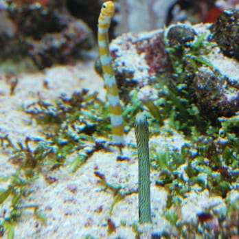 Den Blå Planet - Aquariums Near Me - Kastrup, 84