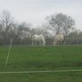 Photo of Flying M Stable