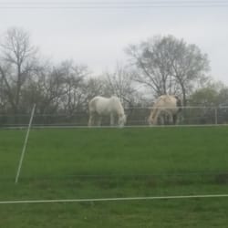 Flying M Stable