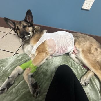 MedVet Lexington - Ash post bloat surgery - Veterinarians Near Me - Lexington, Kentucky