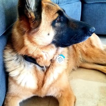 Coachella Valley Pets - CV PETS - Jasmine - Pet Sitting Near Me - Cathedral City, California Coachella Valley Pets - CV PETS - Jasmine - Pet Sitting Near Me - Cathedral City, California