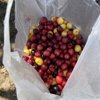 Mariani Orchards Harvest Experience - So many cherries! - Pick Your Own Farms Near Me - Morgan Hill, California Mariani Orchards Harvest Experience - So many cherries! - Pick Your Own Farms Near Me - Morgan Hill, California