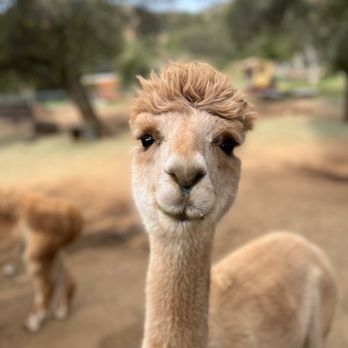 HAZARD ALPACAS - Updated October 2025 - 20 Photos - 20781