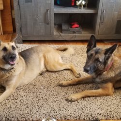 Utah County Dog Training Club - Two of my personal dogs practicing being calm and relaxed at home.