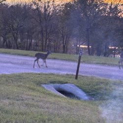 Speegleville Park - Deer at camp site