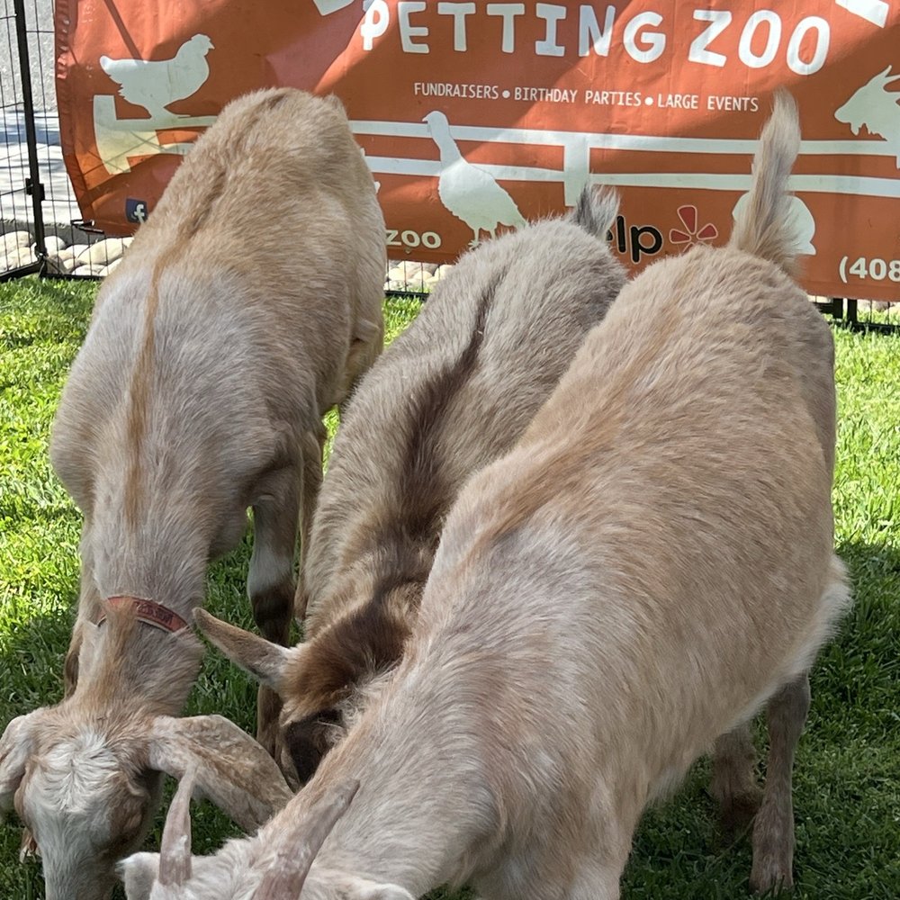 D'Rose Petting Zoo - Petting Zoos Near Me - Gilroy, California D'Rose Petting Zoo - Petting Zoos Near Me - Gilroy, California