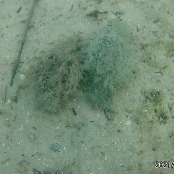 Dubois Park - Sea hare - Parks Near Me - Jupiter, Florida Dubois Park - Sea hare - Parks Near Me - Jupiter, Florida