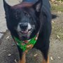 Photo of Fur & Feathers Luxury Pet Resort