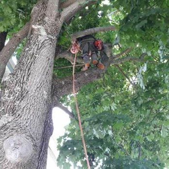 Bertoni & Sons Landscaping - #tree #pruning #trimming - Landscaping Near Me Bertoni & Sons Landscaping - #tree #pruning #trimming - Landscaping Near Me