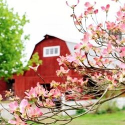 My Shepherd's Farm Psalm 23