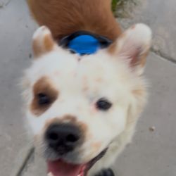 Humane Society Of The Desert - Our newest family member, adopted from the Desert Humane Society in DHS. It's the outside location on Indian Canyon.