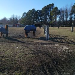 Horseplay Farms - Quite resolve to be well.