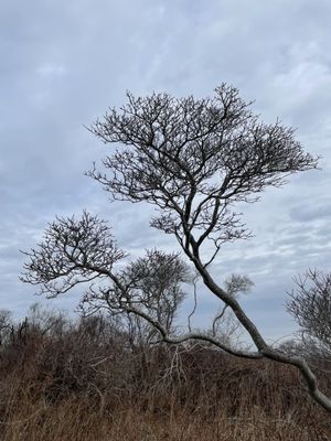 Sachuest by null