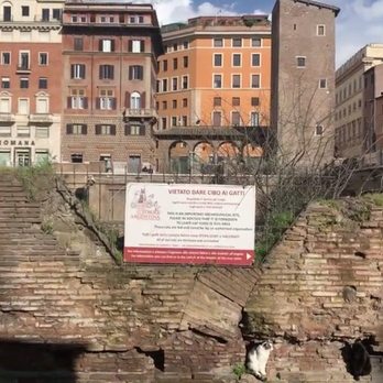 Torre Argentina - Cats in their sanctuary - Public Plazas Near Me - Rome, RM Torre Argentina - Cats in their sanctuary - Public Plazas Near Me - Rome, RM