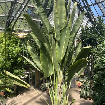 De Hortus Botanicus - This massive palm was in one of the greenhouses - Venues & Event Spaces Near Me - Amsterdam, New Hampshire De Hortus Botanicus - This massive palm was in one of the greenhouses - Venues & Event Spaces Near Me - Amsterdam, New Hampshire