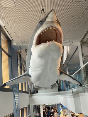 Osaka Aquarium Kaiyukan by null