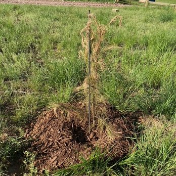 TN Nursery - All 25 showed up like this one. - Nurseries & Gardening Near Me - Altamont, Tennessee TN Nursery - All 25 showed up like this one. - Nurseries & Gardening Near Me - Altamont, Tennessee