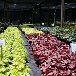 Frank A Smith Nurseries - Assorted perennials