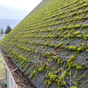 Spartan Exterior Cleaning - Mossy roof - Window Washing Near Me Spartan Exterior Cleaning - Mossy roof - Window Washing Near Me