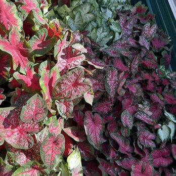 The Patch - a variety of colorful leaves - Landscaping Near Me - Eufaula, Oklahoma The Patch - a variety of colorful leaves - Landscaping Near Me - Eufaula, Oklahoma