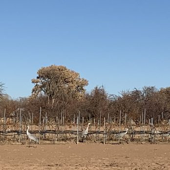 Corrales Winery - a group of birds in a field - Wineries Near Me - Corrales, New Mexico